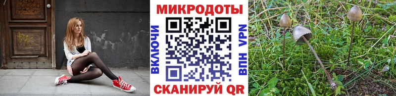 Галлюциногенные грибы Psilocybe  Пустошка 